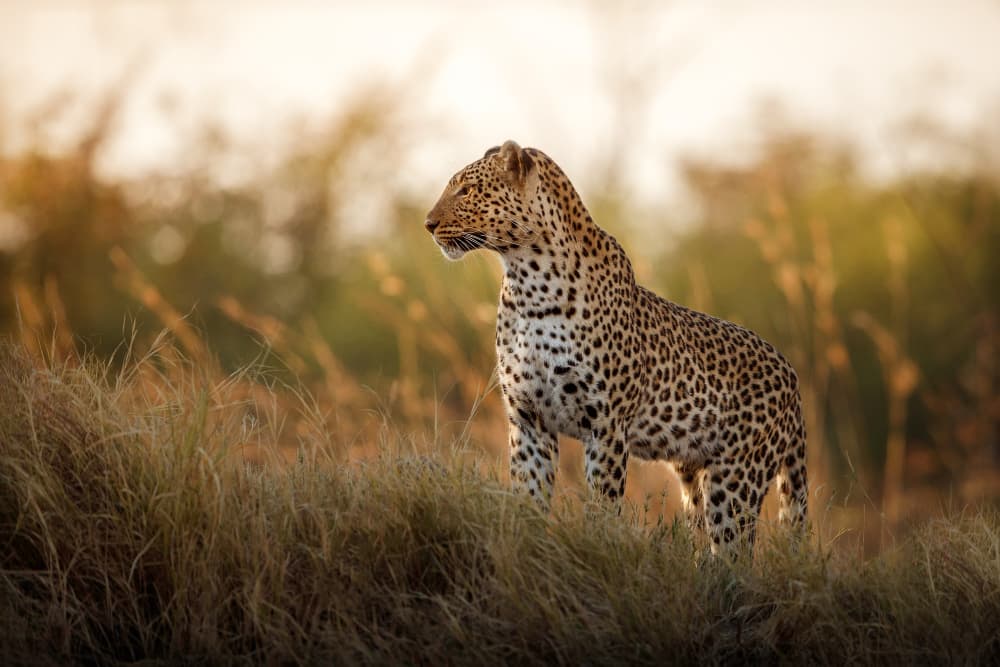 Wildlife Encounter